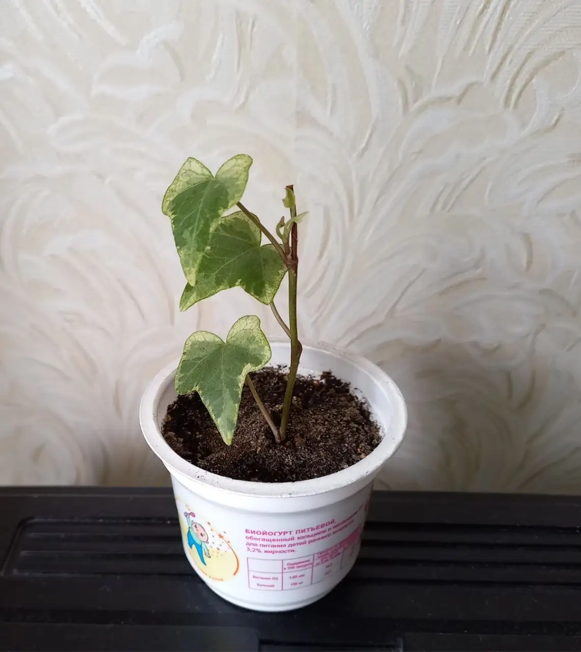 Продажа растений Хедера 100 и Дема - Растения (Хобби и отдых) в Уфа