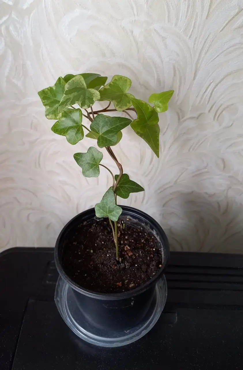 Продажа растений Хедера 100 и Дема - Растения (Хобби и отдых) в Уфа