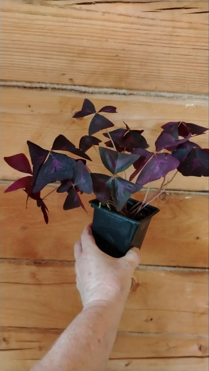 Растения: Оксалис, Филодендрон, Сипайлово, Иглино, Дема - Растения (Хобби и отдых) в Уфа