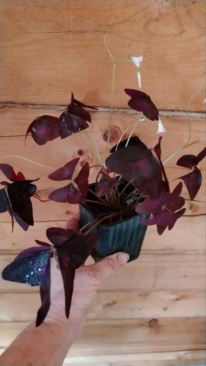 Растения: Оксалис, Филодендрон, Сипайлово, Иглино, Дема - Растения (Хобби и отдых) в Уфа