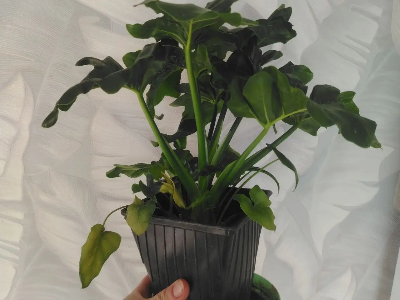 Растения: Оксалис, Филодендрон, Сипайлово, Иглино, Дема - Растения (Хобби и отдых) в Уфа