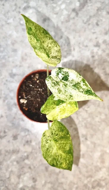 Продажа растений: Алоказии, Гибискус, Фикус - Билеты в Уфа