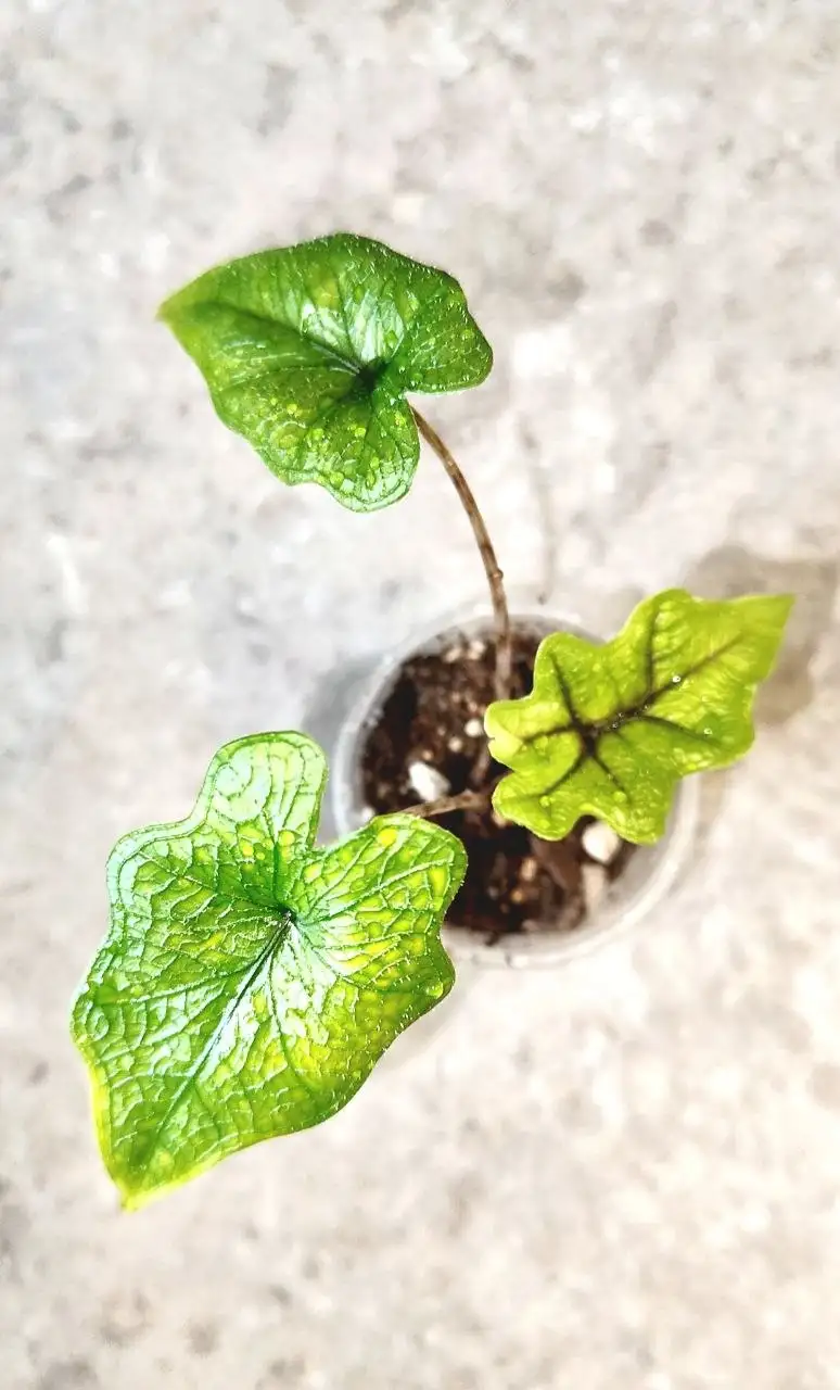 Продажа растений: Алоказии, Гибискус, Фикус - Растения (Хобби и отдых) в Уфа