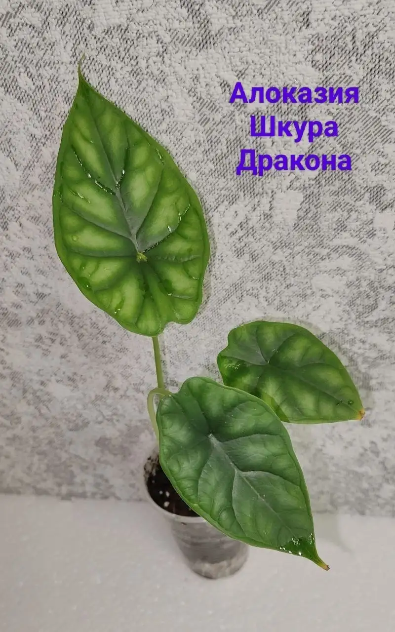 Продажа растений: Алоказии, Гибискус, Фикус - Растения (Хобби и отдых) в Уфа