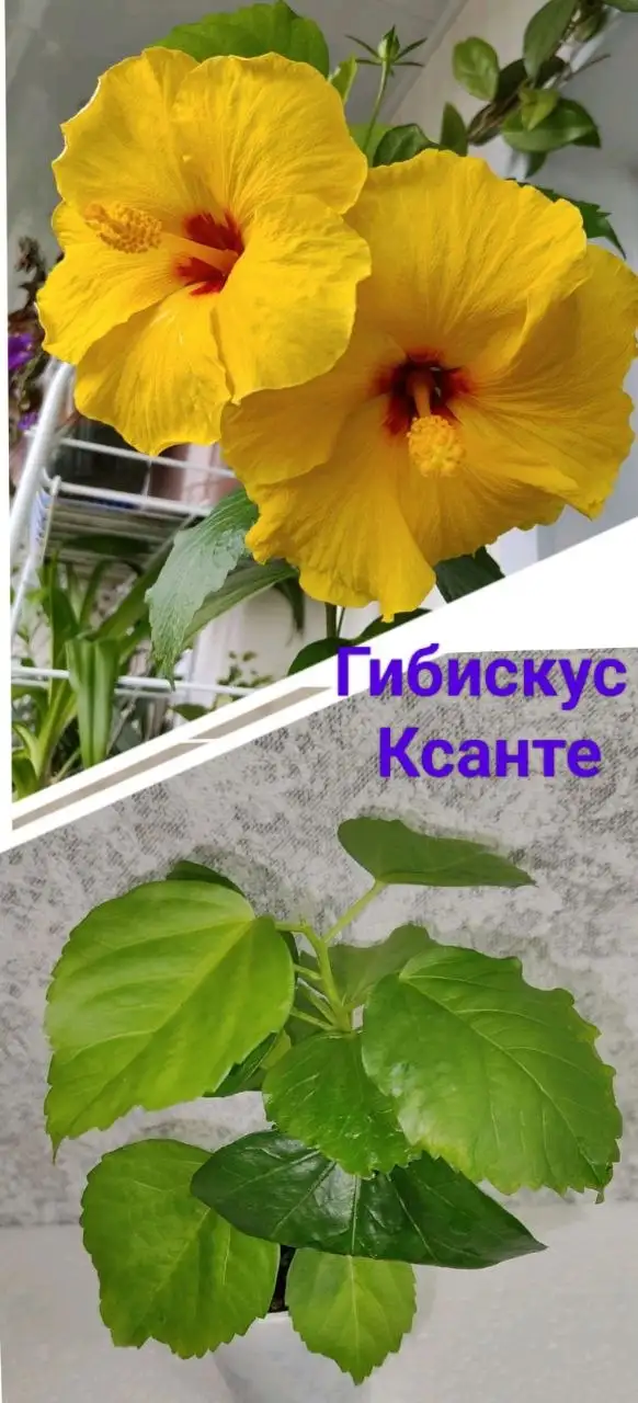 Продажа растений: Алоказии, Гибискус, Фикус - Растения (Хобби и отдых) в Уфа