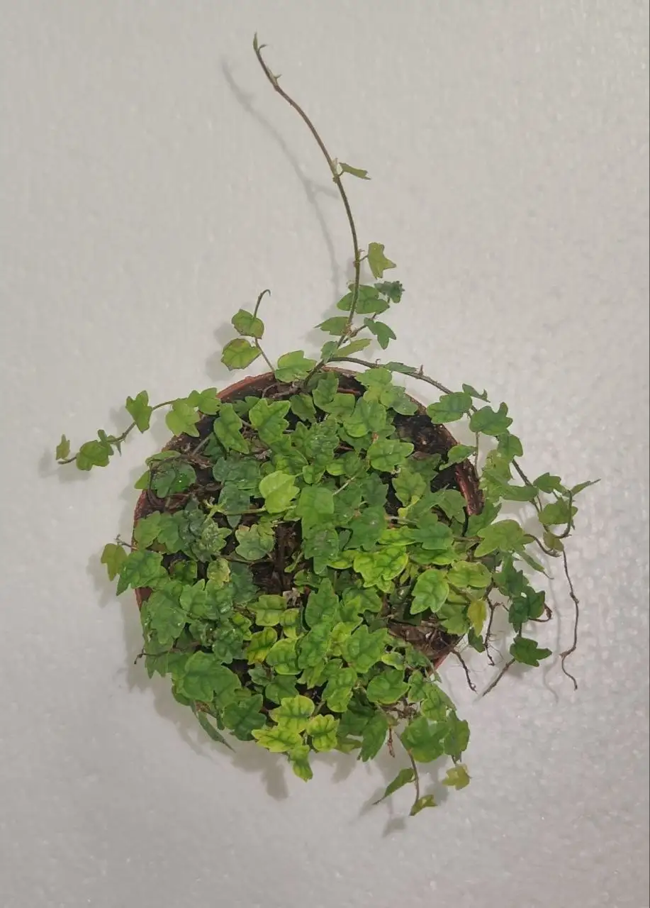 Продажа растений: Алоказии, Гибискус, Фикус - Растения (Хобби и отдых) в Уфа