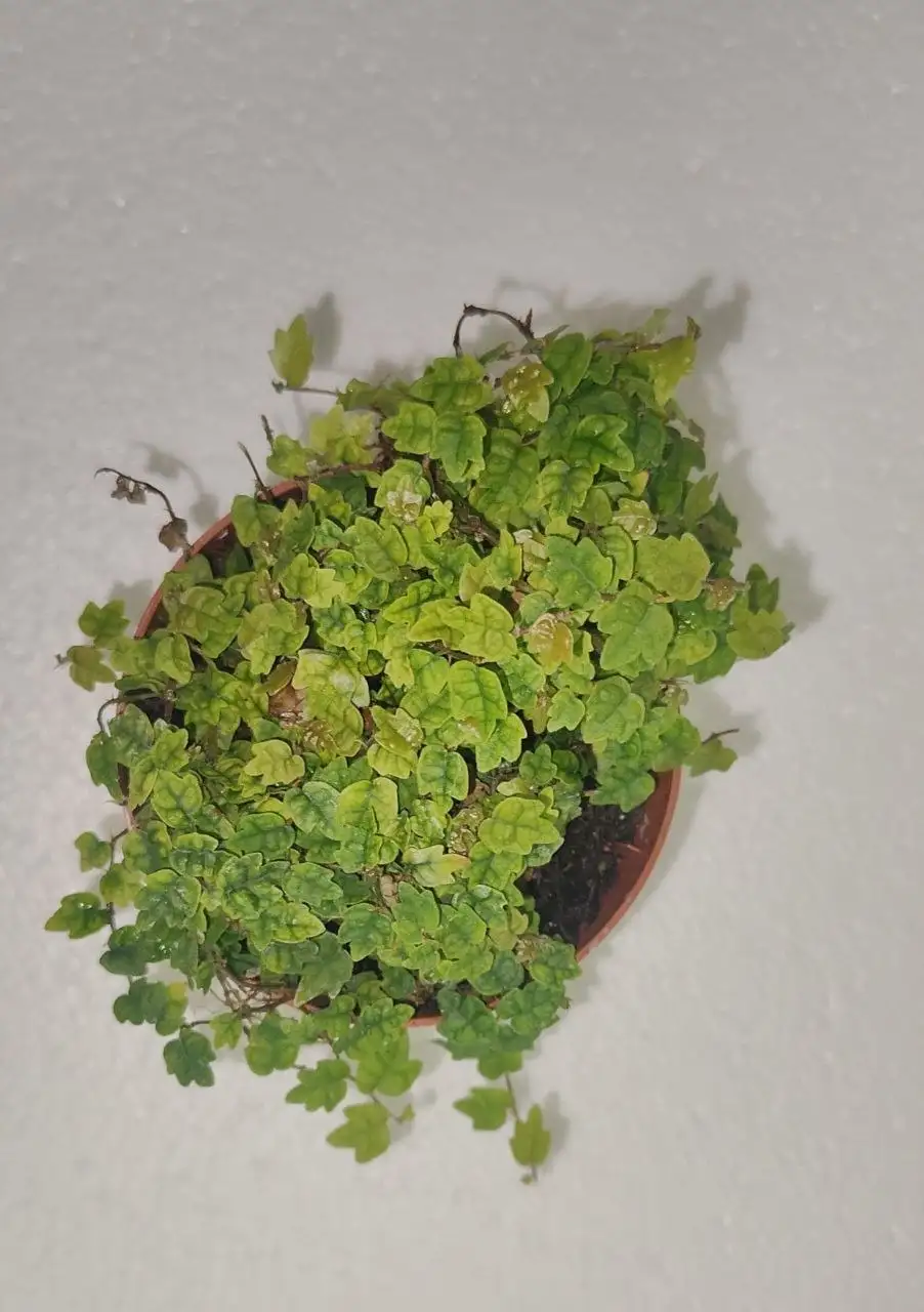 Продажа растений: Алоказии, Гибискус, Фикус - Растения (Хобби и отдых) в Уфа