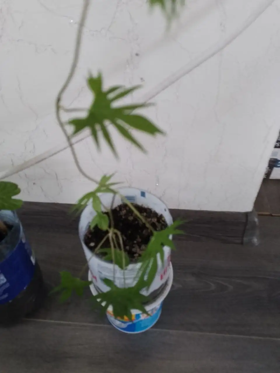 Растения с дачи в Уфе - Растения (Хобби и отдых) в Уфа