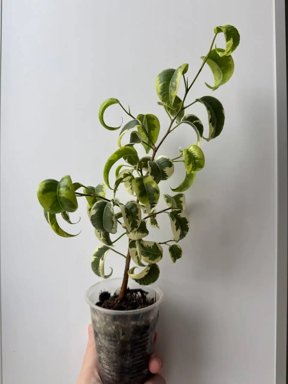 Фикус Ирен - Растения (Хобби и отдых) в Уфа