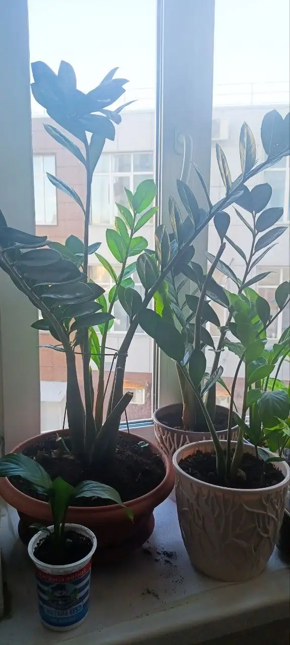 Продажа растений на дачу в Уфе - Растения (Для дома и дачи) в Уфа