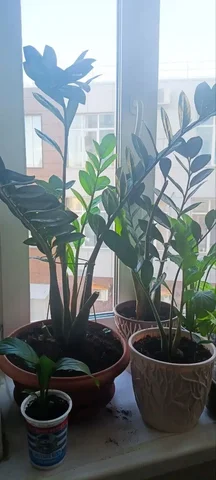 Продажа растений на дачу в Уфе - Текстиль для дома в Уфа