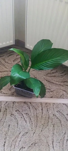 Спатифиллум от 200 рублей Бакалинская - частное объявление в Уфа