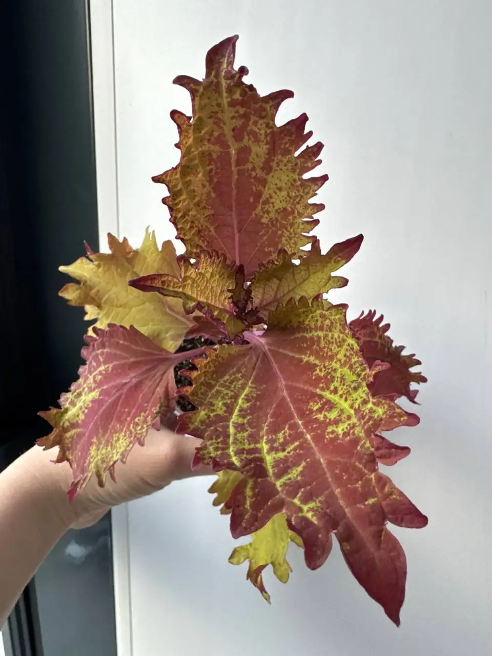 Колеус для посадки - Растения (Хобби и отдых) в Уфа