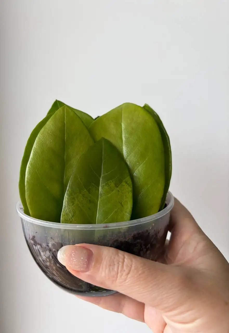 Растения с клубнями в кокосе - Растения (Хобби и отдых) в Уфа