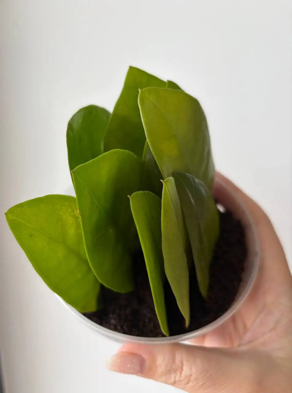 Растения с клубнями в кокосе - Растения (Хобби и отдых) в Уфа