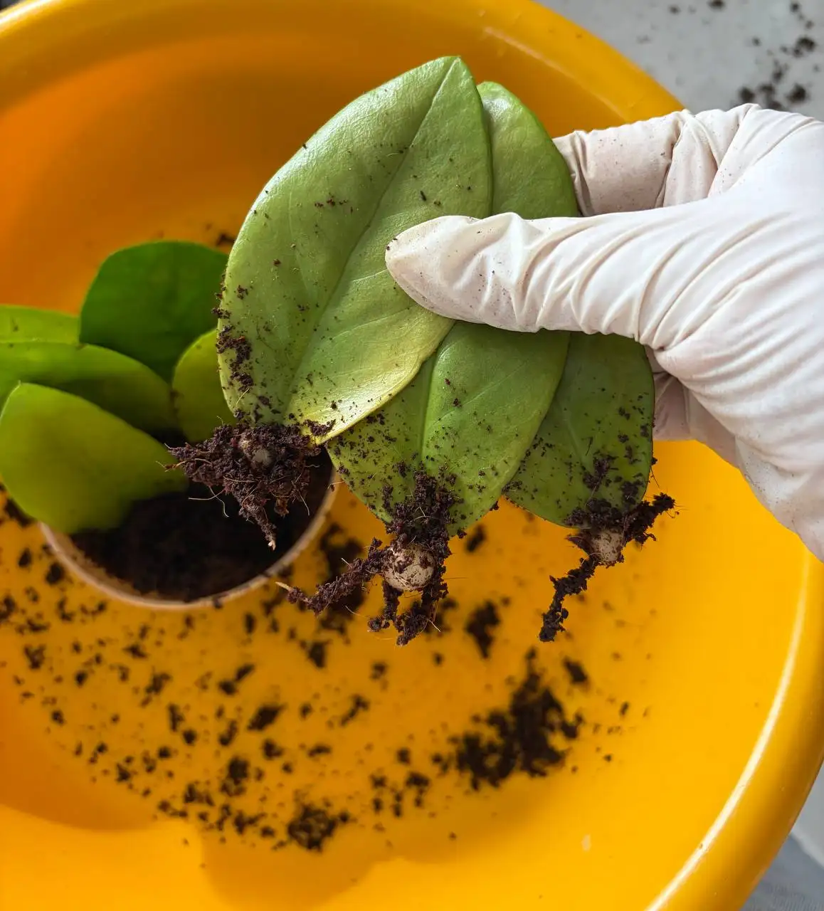 Растения с клубнями в кокосе - Растения (Хобби и отдых) в Уфа