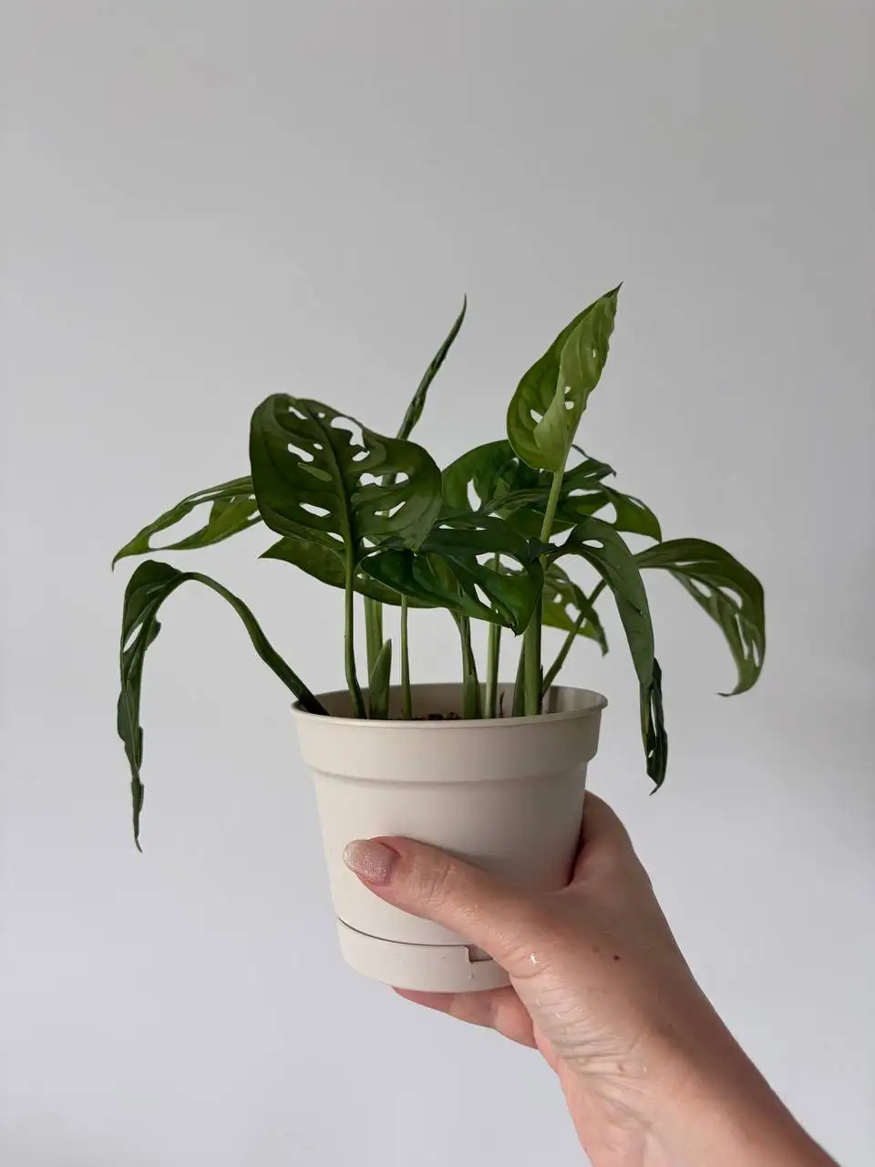 Монстера адансона, 5 растений в пластиковом горшке 0,7 л - Растения (Хобби и отдых) в Уфа