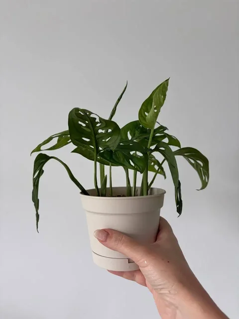 Монстера адансона, 5 растений в пластиковом горшке 0,7 л - Растения/рассада в Уфа