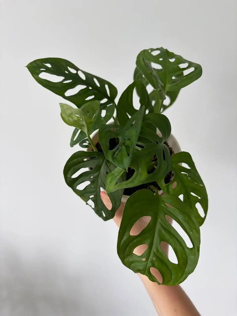 Монстера адансона, 5 растений в пластиковом горшке 0,7 л - Растения (Хобби и отдых) в Уфа