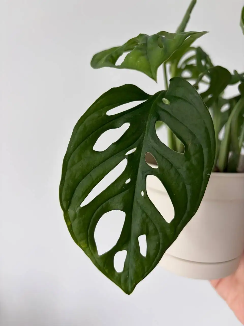 Монстера адансона, 5 растений в пластиковом горшке 0,7 л - Растения (Хобби и отдых) в Уфа