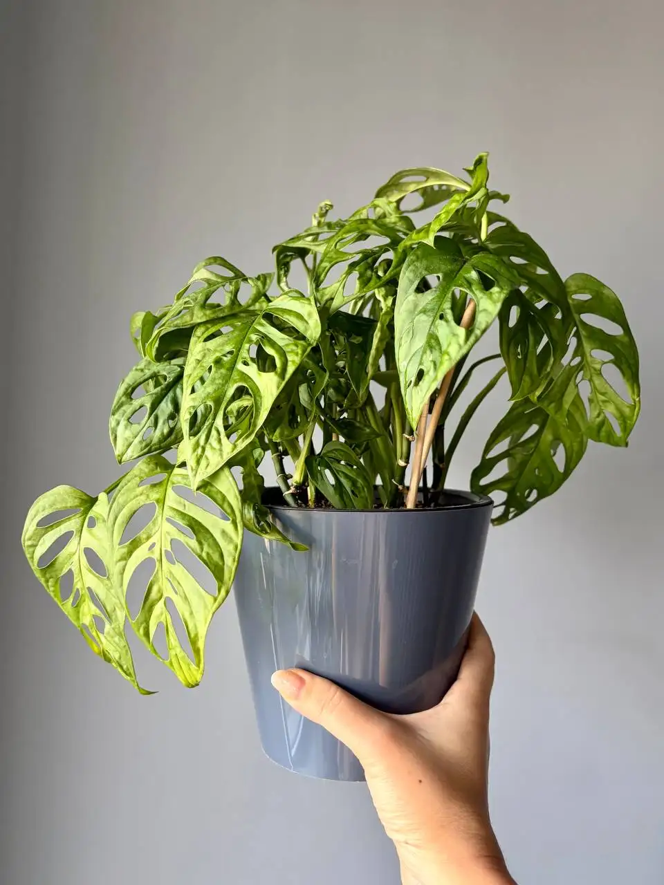 Монстера Адансона в пластиковом двойном горшке - Растения (Хобби и отдых) в Уфа