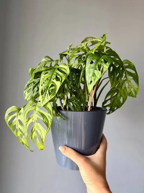 Монстера Адансона в пластиковом двойном горшке - Растения/рассада в Уфа