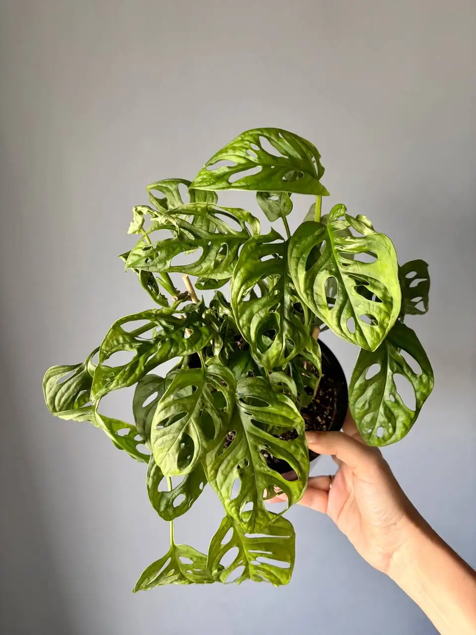 Монстера Адансона в пластиковом двойном горшке - Растения (Хобби и отдых) в Уфа