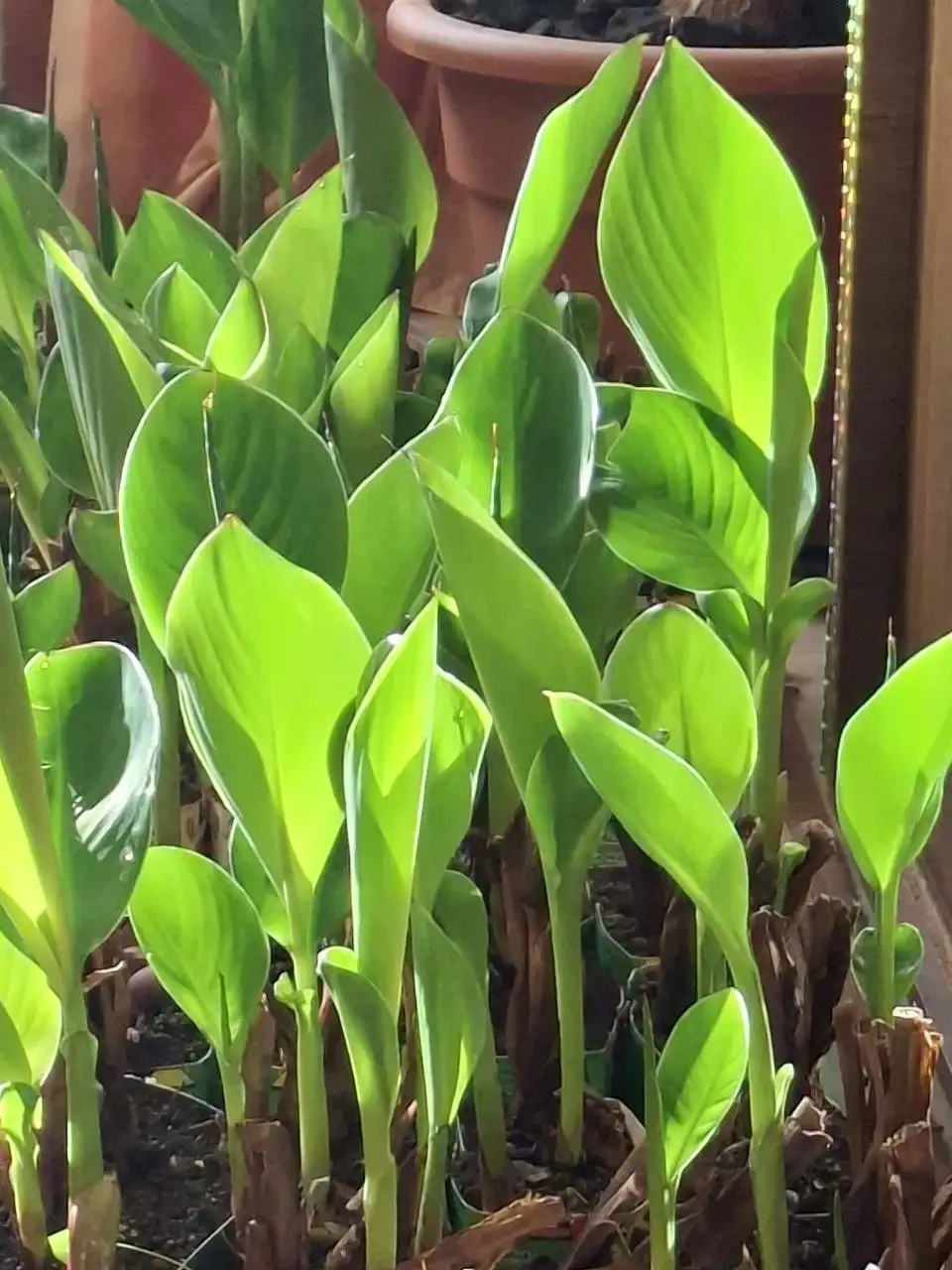 Рассада канн в Уфе - Растения (Для дома и дачи) в Уфа