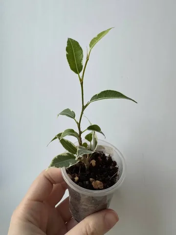 Фикус Нина - Растения/рассада в Уфа