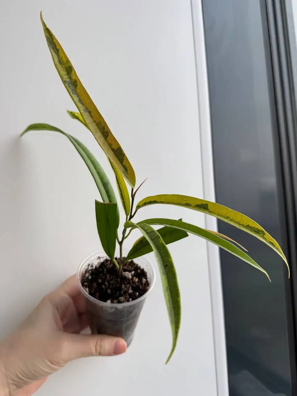 Фикус Амстел Грин голд - Растения (Хобби и отдых) в Уфа