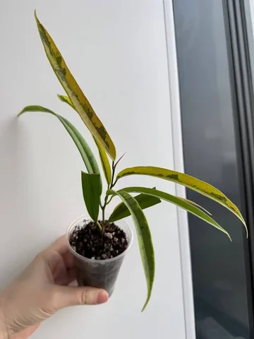 Фикус Амстел Грин голд - Растения/рассада в Уфа