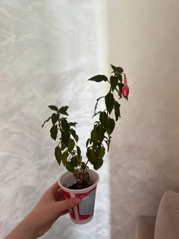 Продажа фуксии - Растения/рассада в Уфа