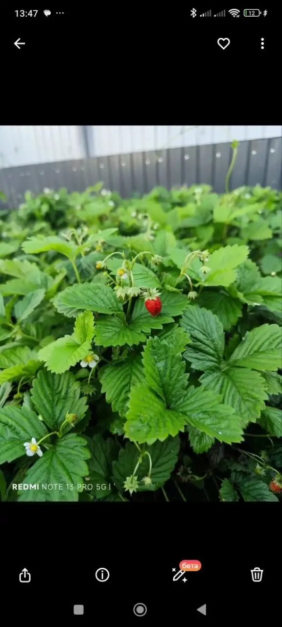 Саженцы ремонтантной земляники Регина - Растения/Саженцы (Хобби и отдых) в Уфа