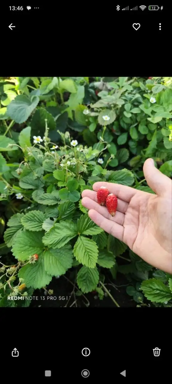 Саженцы ремонтантной земляники Регина - Растения/Саженцы (Хобби и отдых) в Уфа