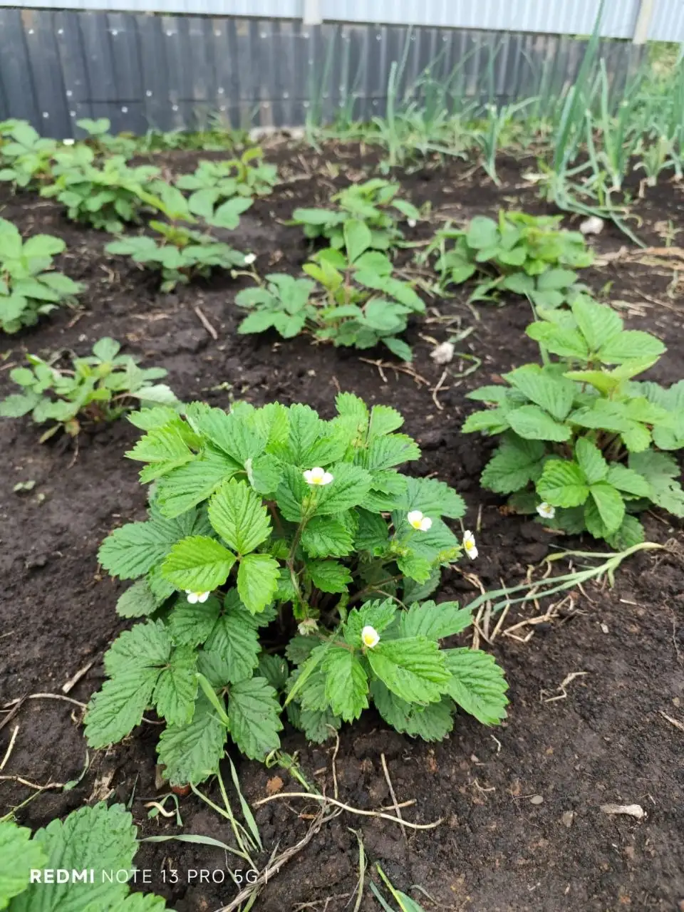 Саженцы ремонтантной земляники Регина - Растения/Саженцы (Хобби и отдых) в Уфа