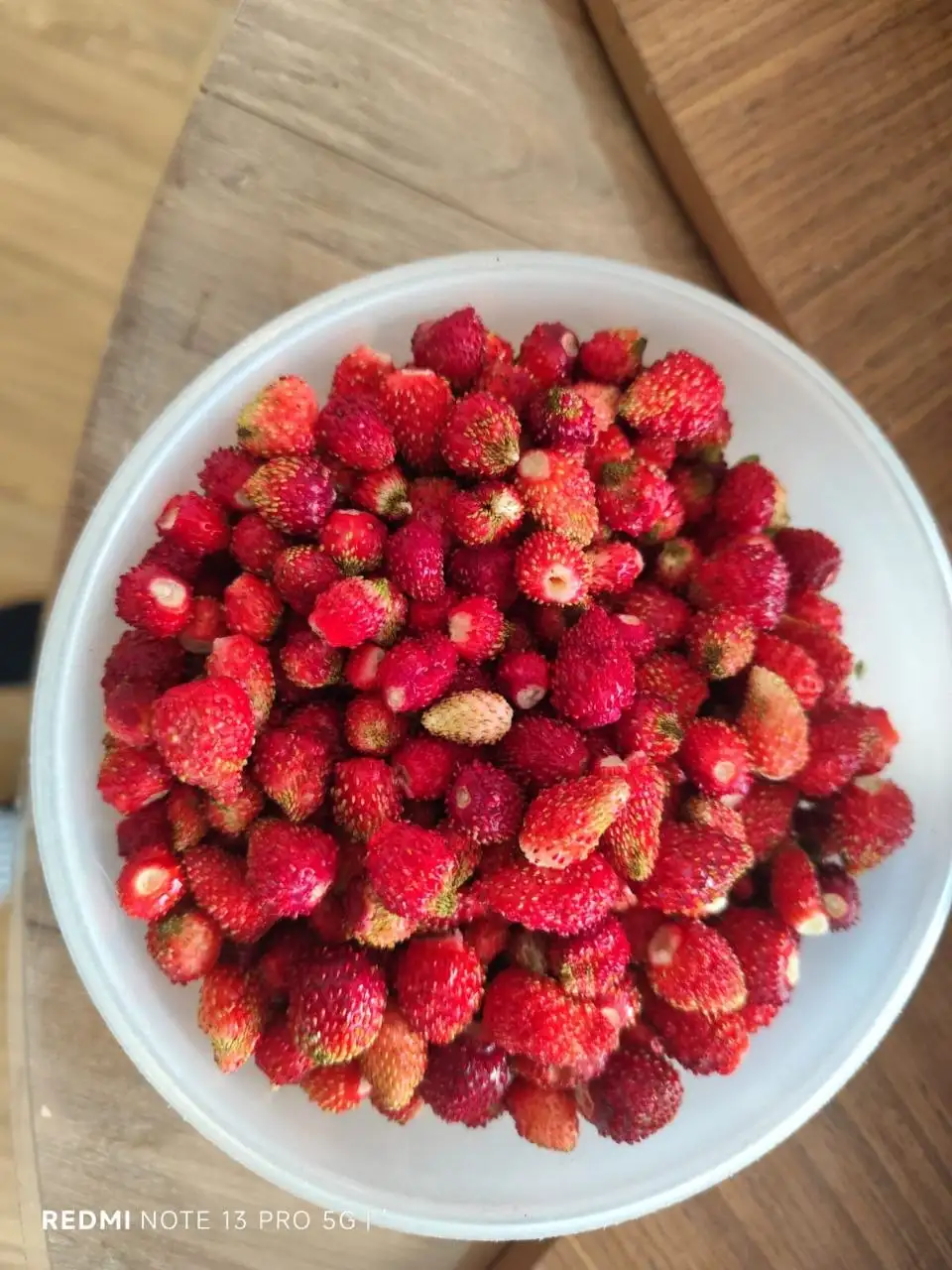 Саженцы ремонтантной земляники Регина - Растения/Саженцы (Хобби и отдых) в Уфа