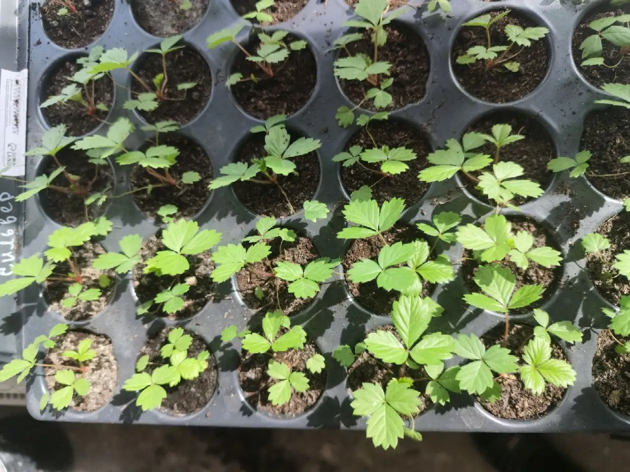 Саженцы ремонтантной земляники Регина - Растения/Саженцы (Хобби и отдых) в Уфа