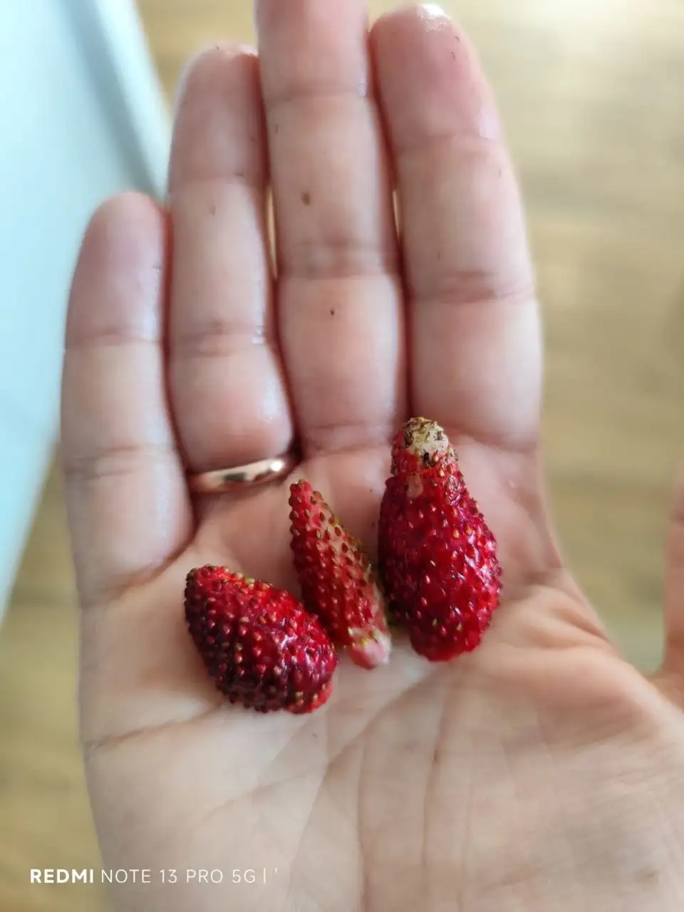 Саженцы ремонтантной земляники Регина - Растения/Саженцы (Хобби и отдых) в Уфа