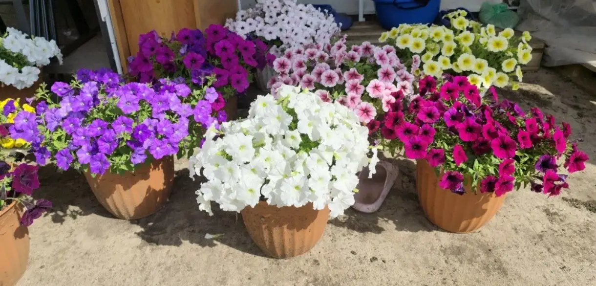 Рассада петунии различных сортов - Растения (Хобби и отдых) в Уфа