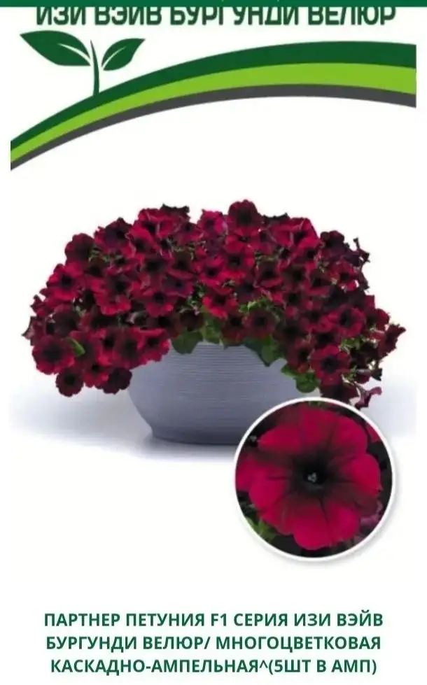 Рассада петунии различных сортов - Растения (Хобби и отдых) в Уфа