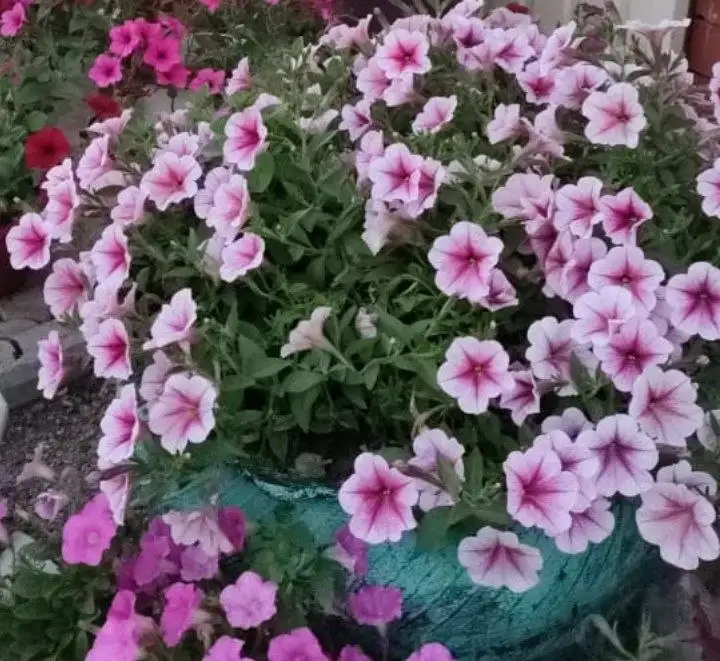 Рассада петунии различных сортов - Растения (Хобби и отдых) в Уфа
