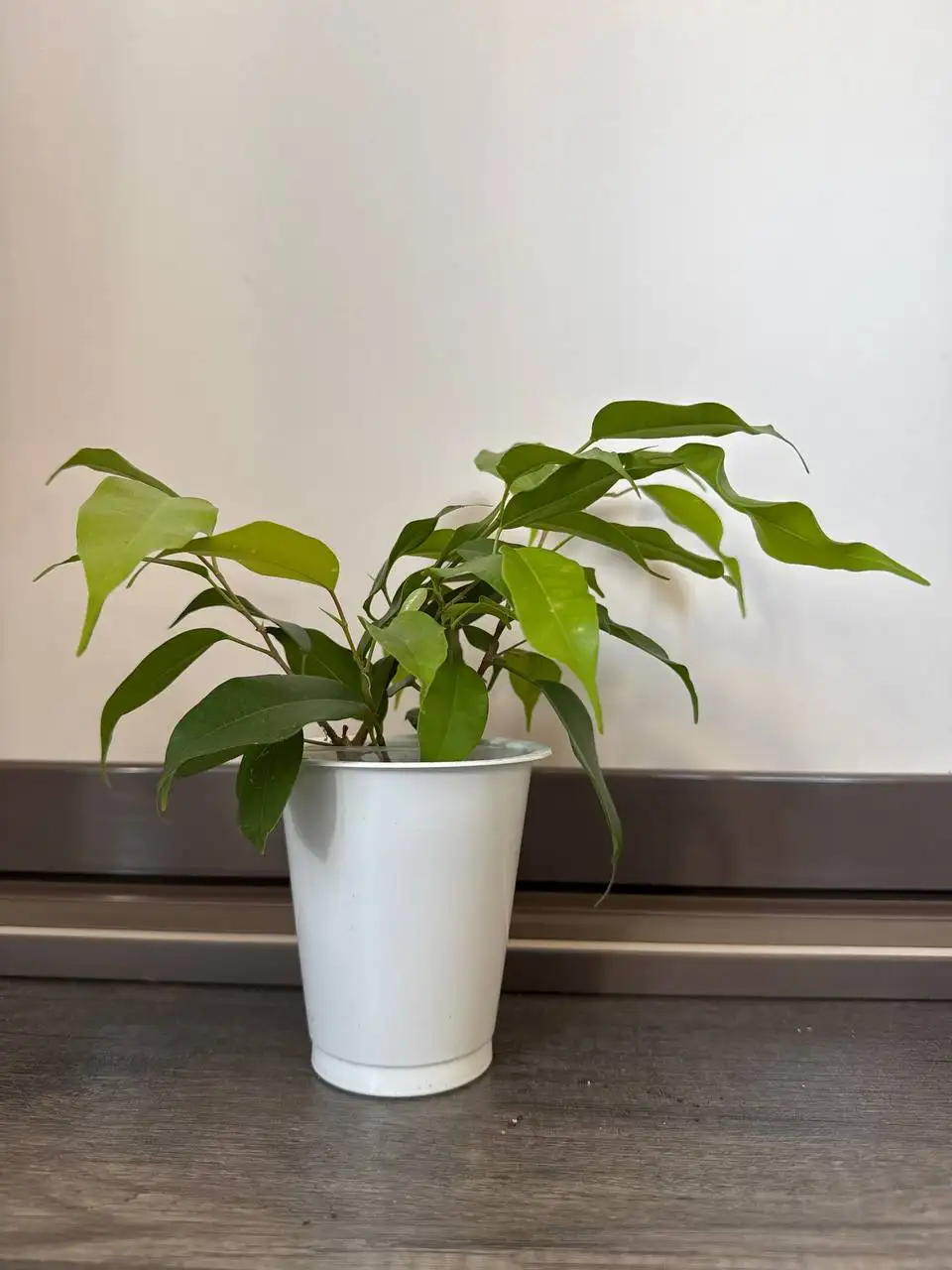 Фикус Неон - Растения (Хобби и отдых) в Уфа