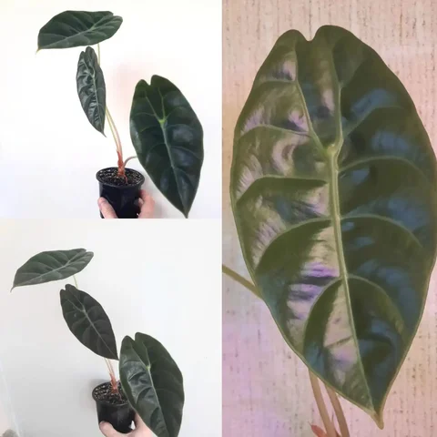 Продам Алоказию седении - Растения/рассада в Уфа