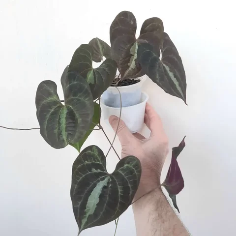 Продажа диоскореи двухцветной в Уфе - Растения/рассада в Уфа