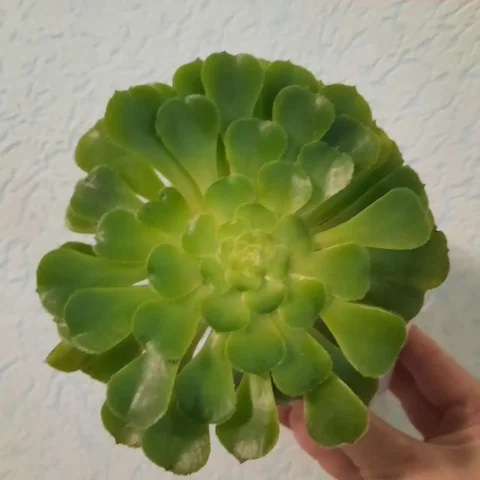 Продажа эониума в Уфе - Растения/рассада в Уфа