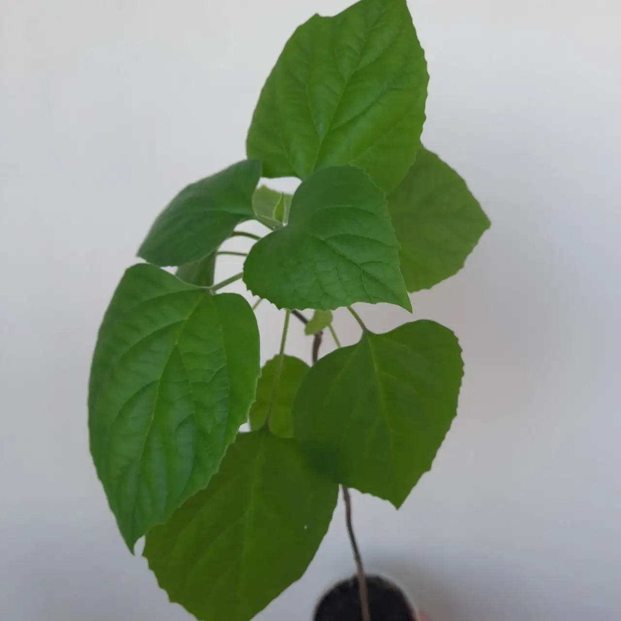 Клеродендрум душистый - Растения (Хобби и отдых) в Уфа