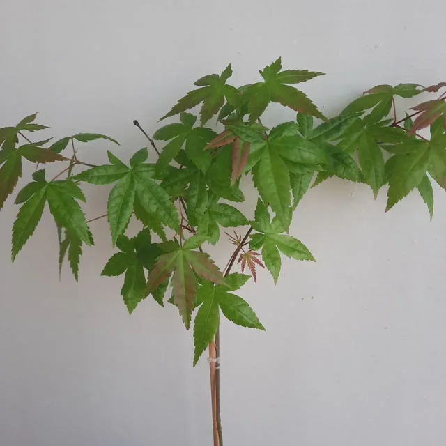 Японский клен дланевидный 3-х летка - Растения/рассада в Уфа