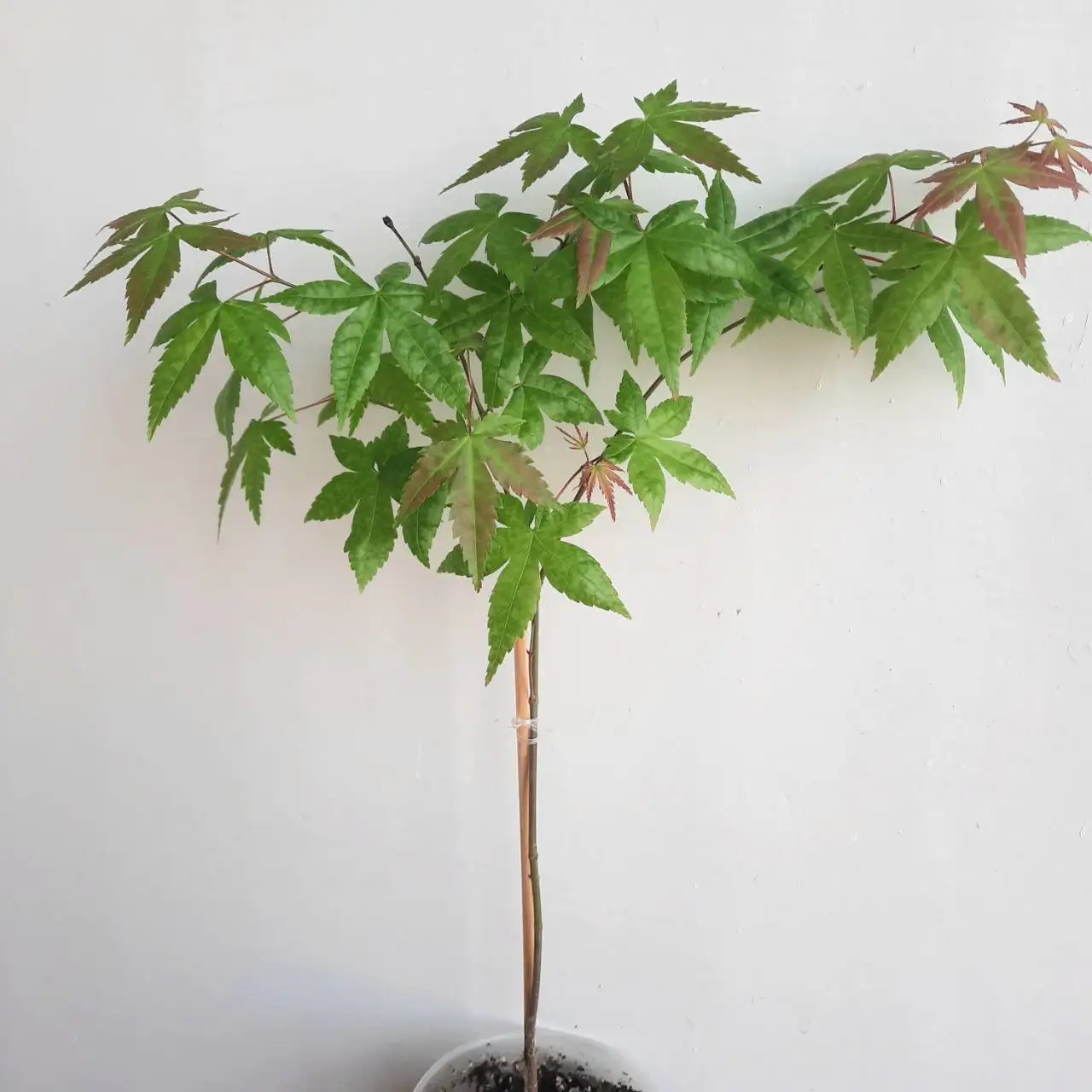 Японский клен дланевидный 3-х летка - Растения (Хобби и отдых) в Уфа