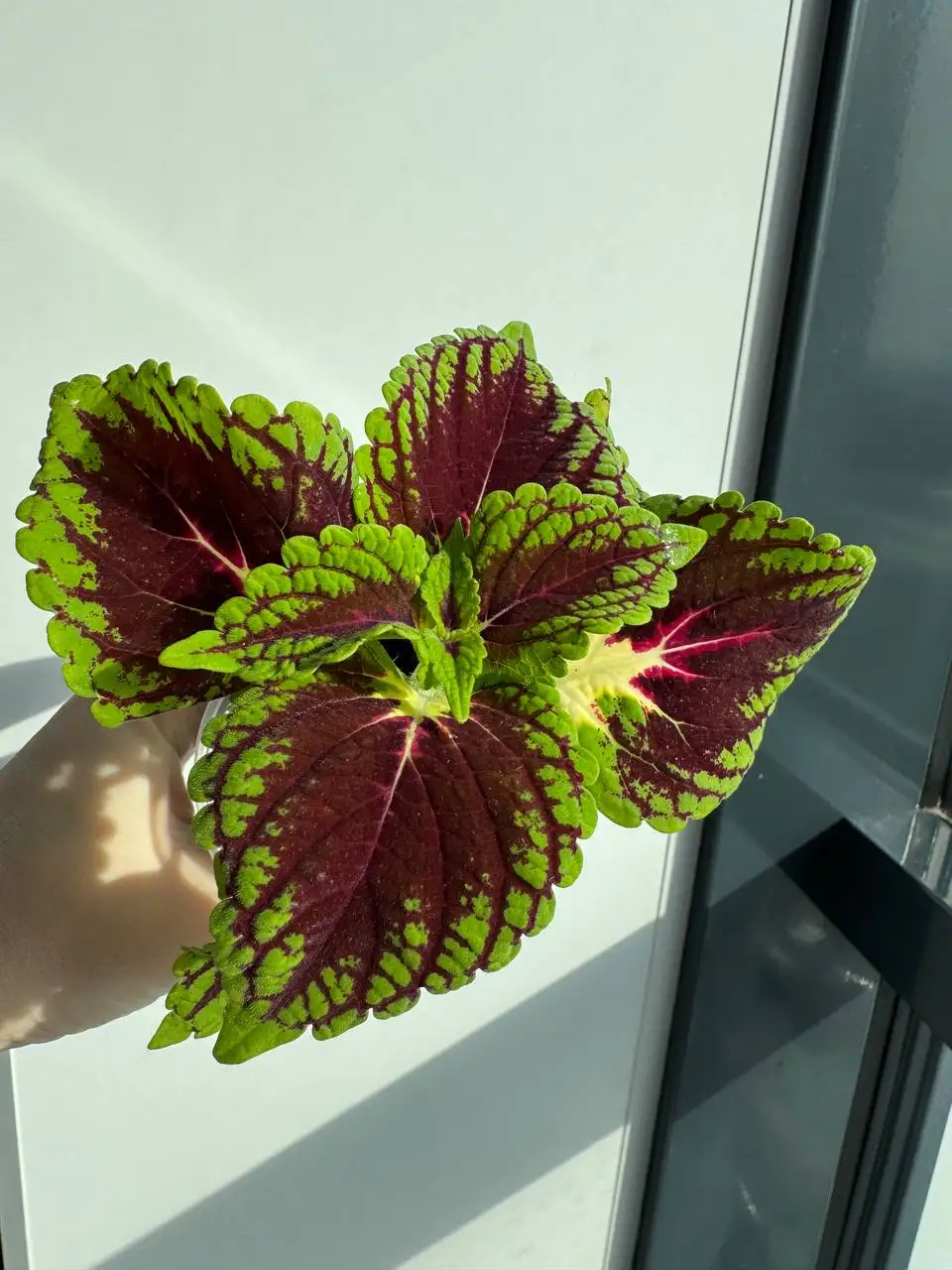 Продажа колеуса - Растения (Хобби и отдых) в Уфа