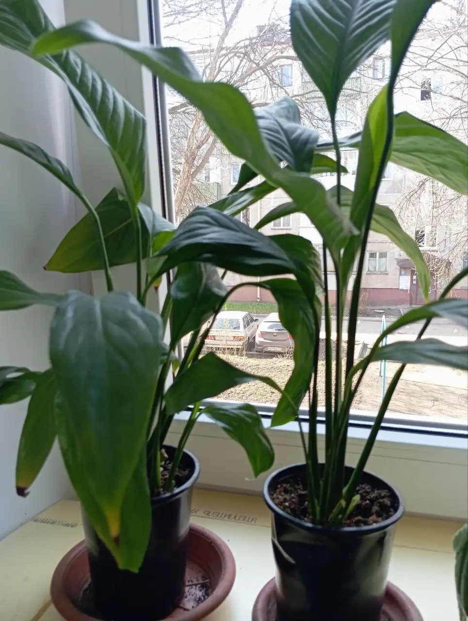 Продам спатифиллум - Растения (Хобби и отдых) в Уфа